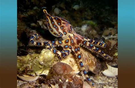Image result for Blue-Ringed Octopus Map