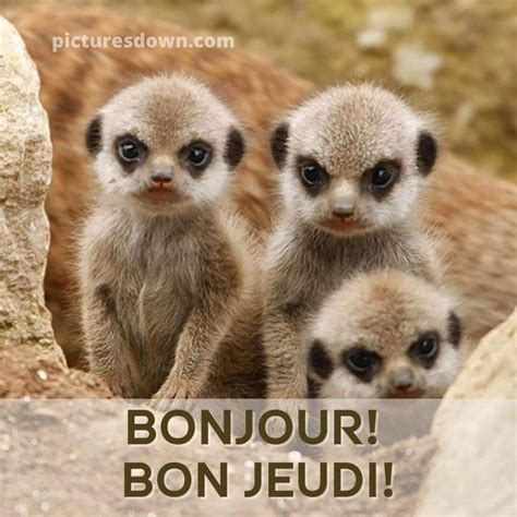 Bon jeudi humour image suricates - picturesdown.com