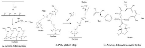 Trends in Single-Molecule Total Internal Reflection Fluorescence ...