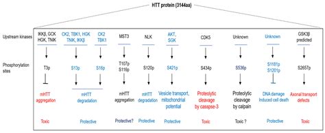 Post-Translational Modifications of Huntingtin: Mechanistic Insights ...