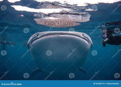 Whale Shark Mouth stock image. Image of indonesia, migrate - 55948715