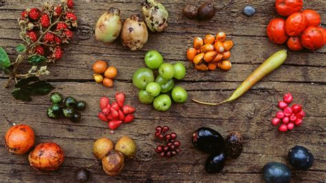 Taste Life Bush Cooking 的图像结果