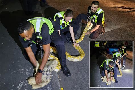 Image result for 12 Foot Python