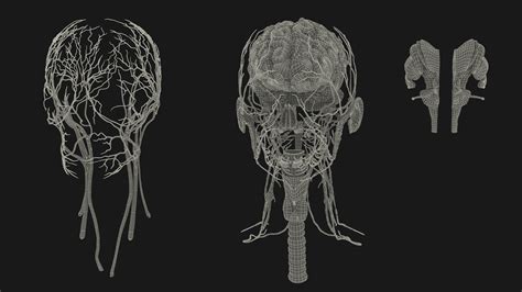 3D Female Head Full Anatomy and Skin model | 3D Molier International