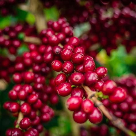 SPOT Coffee Specialty Green Coffee Beans | StoneX Specialty Coffee