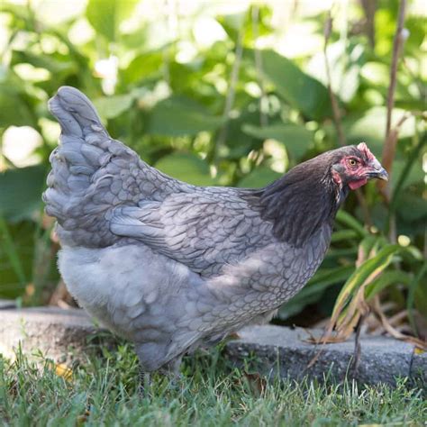 Sapphire Gem Chicken: Eggs, Temperament, Size and More
