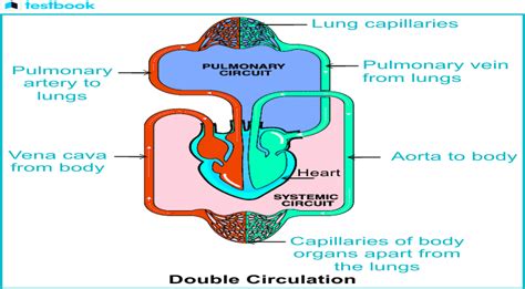 Image result for Explain Double Circulation in Simple From