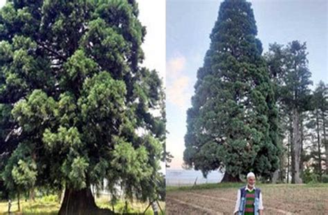 कश्मीर में है रहस्यों से भरा Redwood Tree, 150 साल से इसमें नहीं लगा एक ...