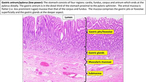 Stomach Histology Layers