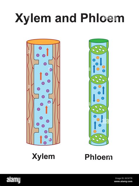 Scientific Designing Of Xylem And Phloem Scheme. Labeled Water, Nutrient And Mineral ...