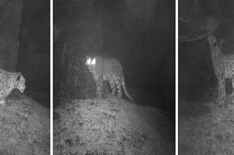 First Ever Photographs Of Snow Leopards In Sikkim Captured By WWF India ...