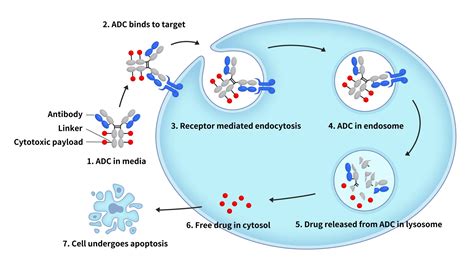 Image result for ADC Formulation Development