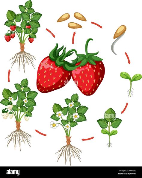 Everbearing Strawberry Life Cycle at Linda Mazon blog