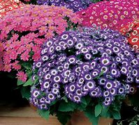 Cineraria 的图像结果