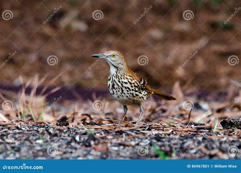 Brown Thrasher Bird, Athens, Georgia Stock Image - Image of chickadee ...