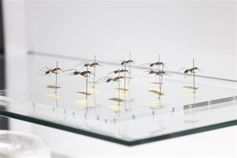 BioMess 的图像结果