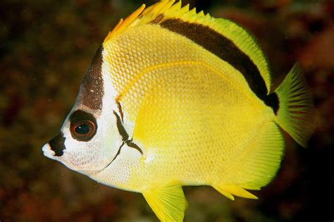 Image result for butterfly fish