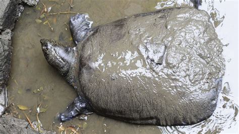 Only Known Female Yangtze Giant Softshell Turtle Dies | Plants And Animals