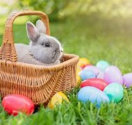 Image result for Easter Bunny Event