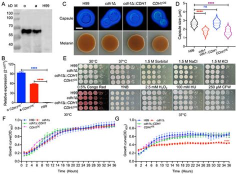 Role of the Anaphase-Promoting Complex Activator Cdh1 in the Virulence ...