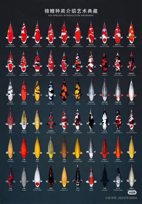 Complete guide to different types of koi fish 22 major koi varieties ...