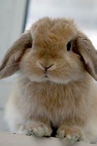 Image result for Cute Baby Bunnies Holland Lop