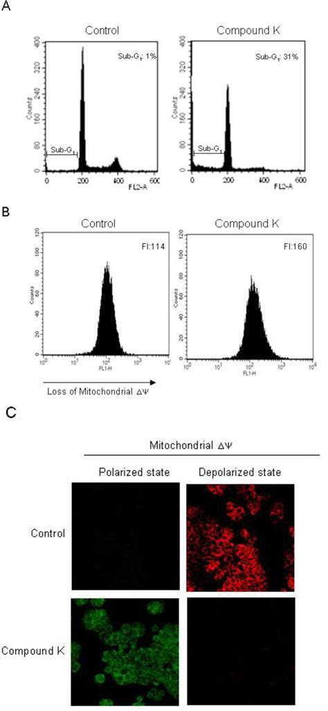 Compound K, a Metabolite of Ginseng Saponin, Induces Mitochondria ...