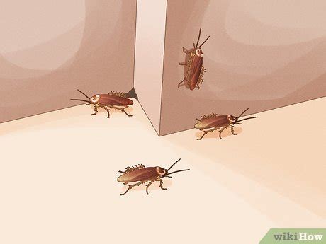 Image result for How to Catch Cockroach