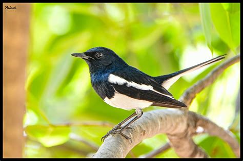 Oriental Magpie Robin,દૈયડ