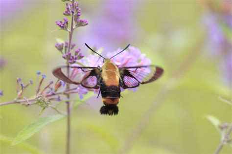 Snowberry Clearwing Moth Insect Facts - Hemaris diffinis - A-Z Animals