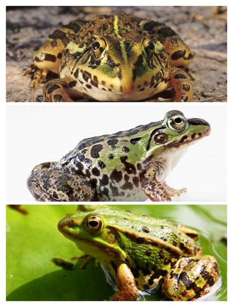 Frog 库存照片. 图片 包括有 茴香, 被截肢者, 眼睛, 种类, 青蛙, 地下, 皮肤, 爱好健美者 - 70261494