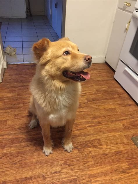 Chow Chow Golden Retriever Pitbull Mix Golden Retriever//Chow Chow