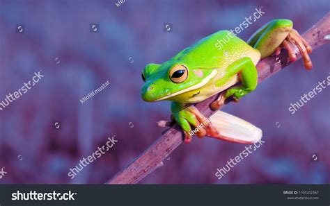 Image result for Purple Tree Frog