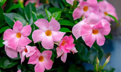 Is Mandevilla A Perennial Or Annual? - A-Z Animals