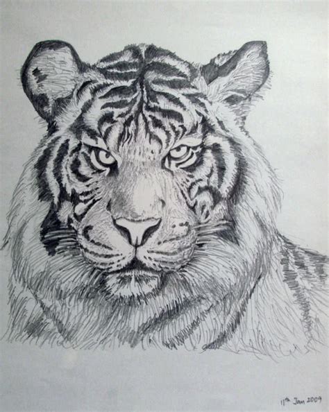 "Bengal Tiger": White Pencil Drawing (12x16) by Rajendra V | ArtZolo.com