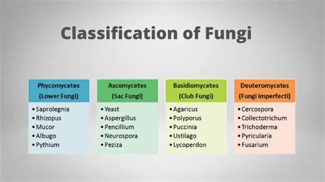 Fungi: Types of Fungi and Their Reproduction. - Biology Notes Online
