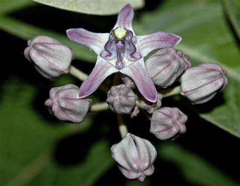 Courage : spiritual meaning of flower by The Mother