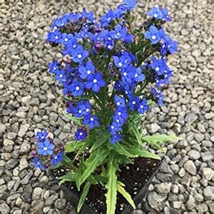 Anchusa capensis Cape Forget-Me-Not Flower Seeds- 30+ Seeds Pack ...