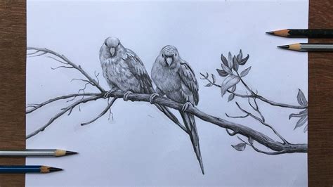 Image result for How to Draw a Parrot Two