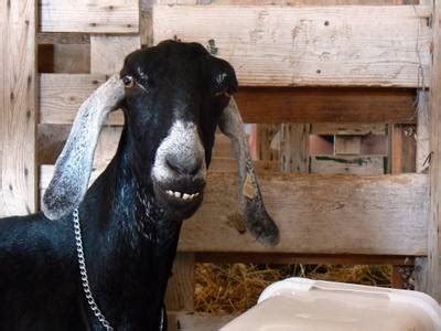 Goat Image - Dataset Ninja