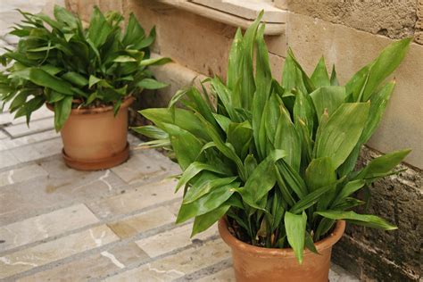 Aspidistra elatior