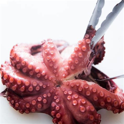 Octopus - Reef – Doof