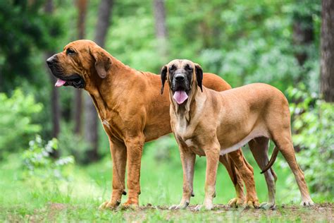Fila Brasileiro (Brazilian Mastiff): Characteristics & Care