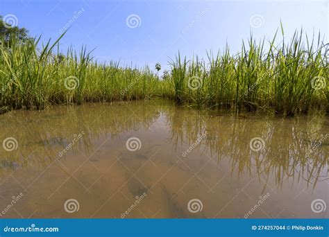Asia Rice Paddy S and Rice Production Green Growing Rice in Tropical Climate Stock Photo - Image ...