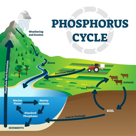 Biogeochemical Transformations | PNNL