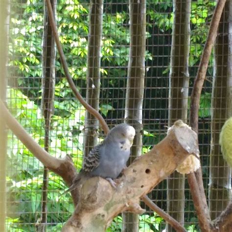 KEMAMAN RECREATION PARK AND MINI ZOO (TAMAN REKREASI DAN MINI ZOO ...