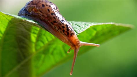 What Do Slugs Eat? 20 Wild Foods Slugs Consume Most