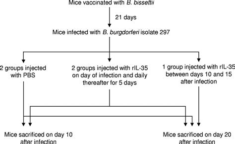 Interleukin-35 Enhances Lyme Arthritis in Borrelia-Vaccinated and ...