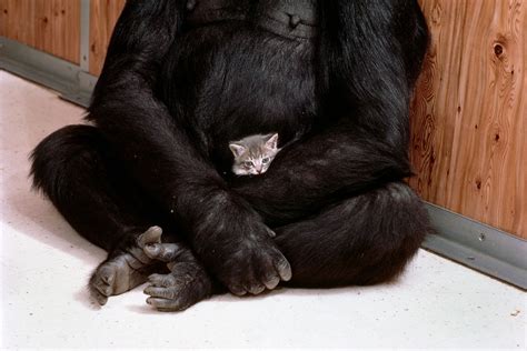 Why Koko the Gorilla, Who Mastered Sign Language, Mattered