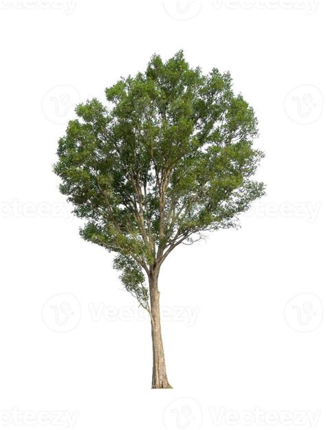 Image result for SE Samo Tree